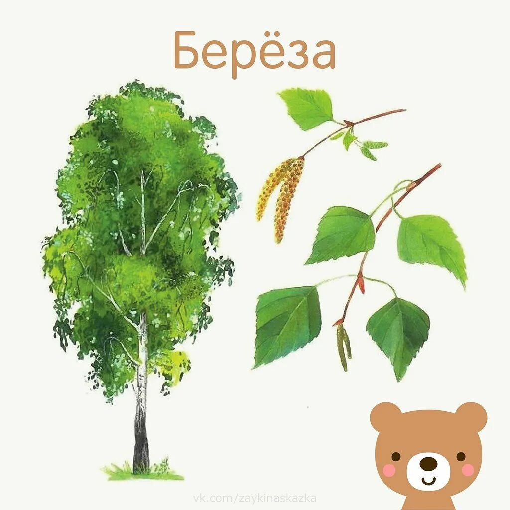 Деревья названия для детей. Деревья для дошкольников. деревья картинки для детей с названиями. деревья ддлядошкольников. карточки деревья для детей.
