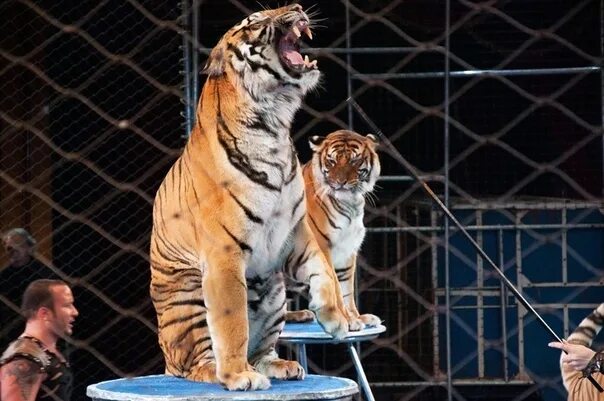 Цирк бенгальские тигры. Дрессировщица тигров в цирк в Москве. Тигр в цирке. Дрессировщик и тигр в цирке.