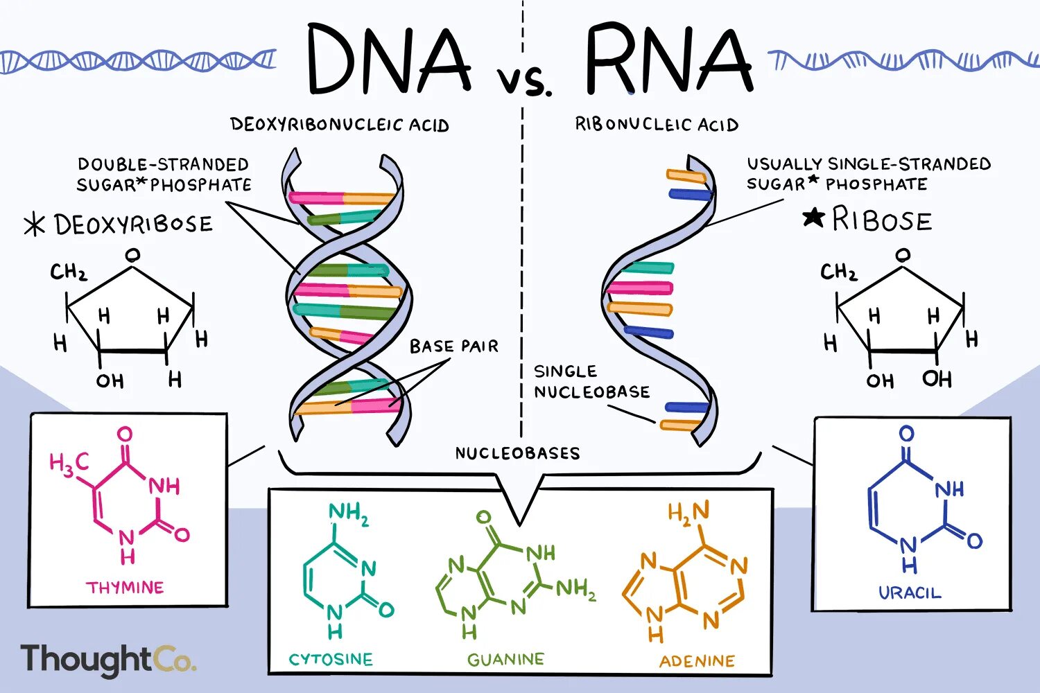 Урацил соответствует в днк. Dna vs rna. dna and rna differences. молекула рнк. генетика строения днк и рнк.