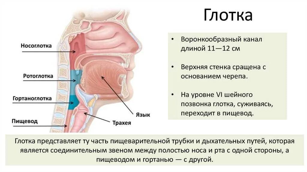 Строение носоглотки человека. Строение носоглотки у детей. Болит носоглотка что делать