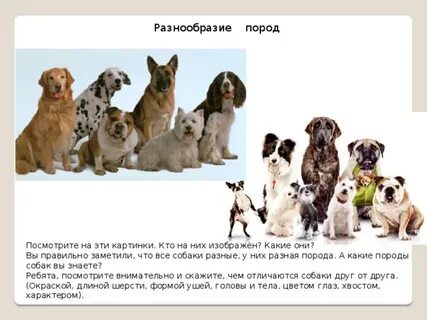 Распознай породу