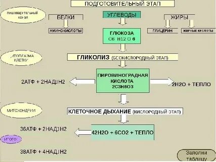 Клеточное дыхание органы