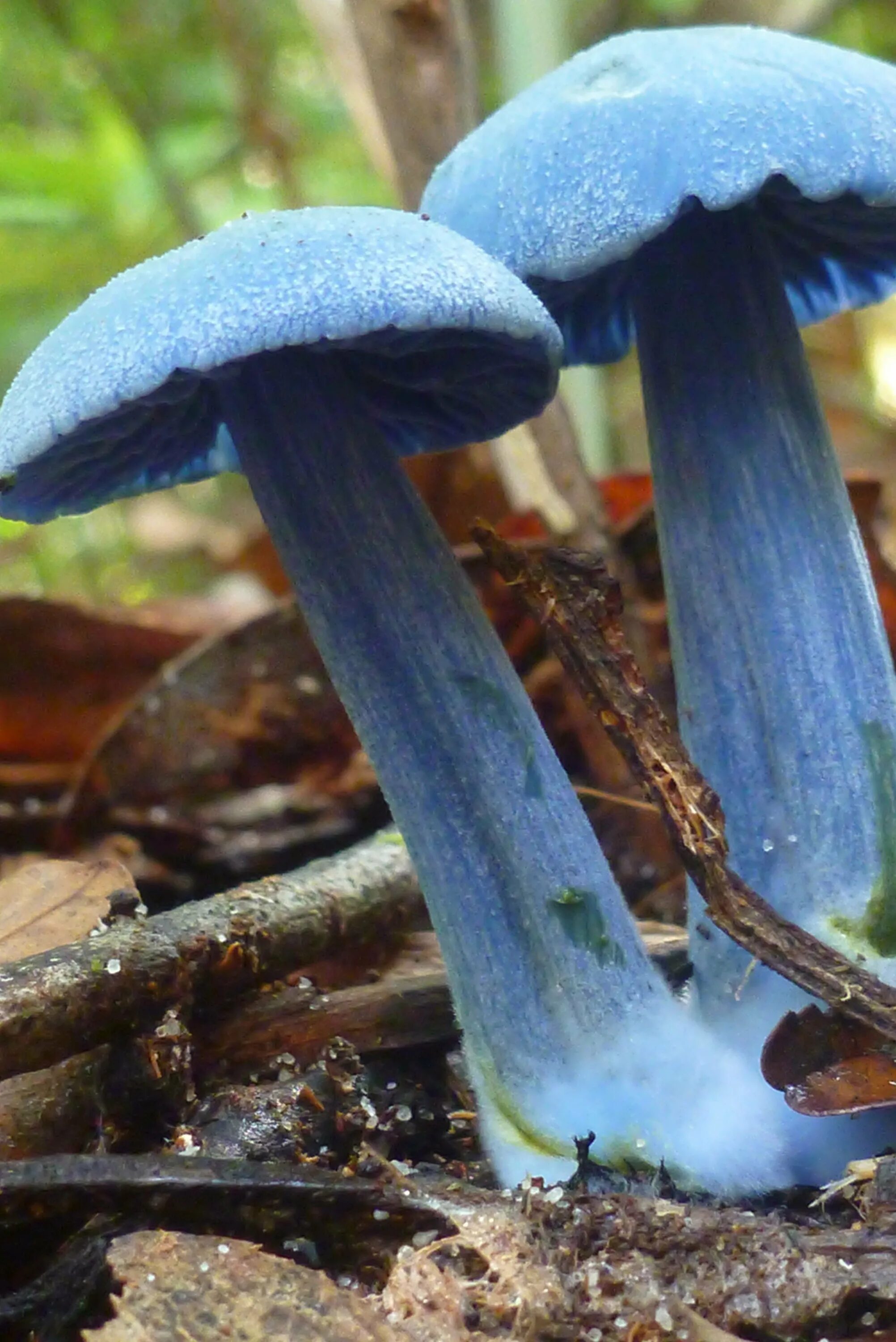 Живой синий гриб. Гриб Энтолома голубая. Млечник голубой гриб. Синяя Энтолома Entoloma hochstetteri. Гриб голубая Мицена.