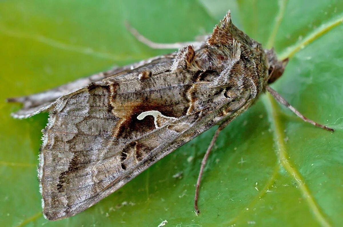 Mythimna unipuncta. африканская бабочка вредитель. садовые бабочки вредители. бабочки вредители. восклицательная совка (agrotis exclamationis l).