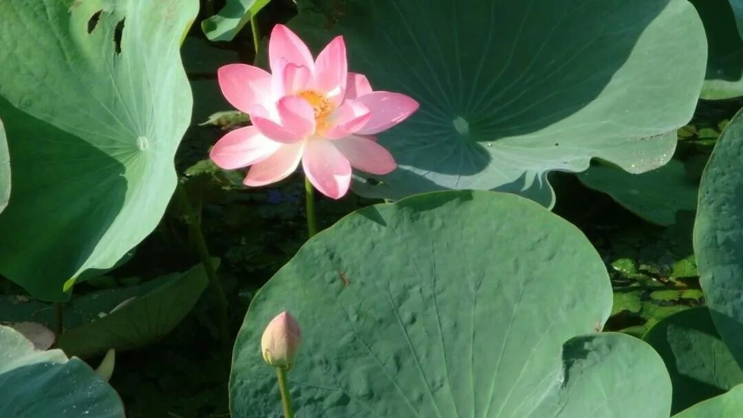 Индийский лотос цветок. Цветок лотоса в индии. Лотосовые поля астрахань. Лотос нелюмбо цветок. Цветок лотоса в индии.