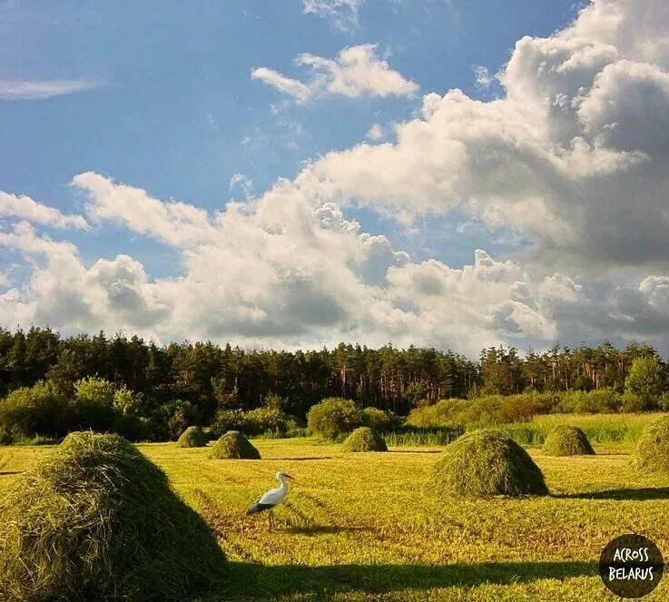 Сенокос стога. Лето в деревне сенокос. Луга сенокос. Деревня поле сенокос. Сенокосные пойменные Луга.