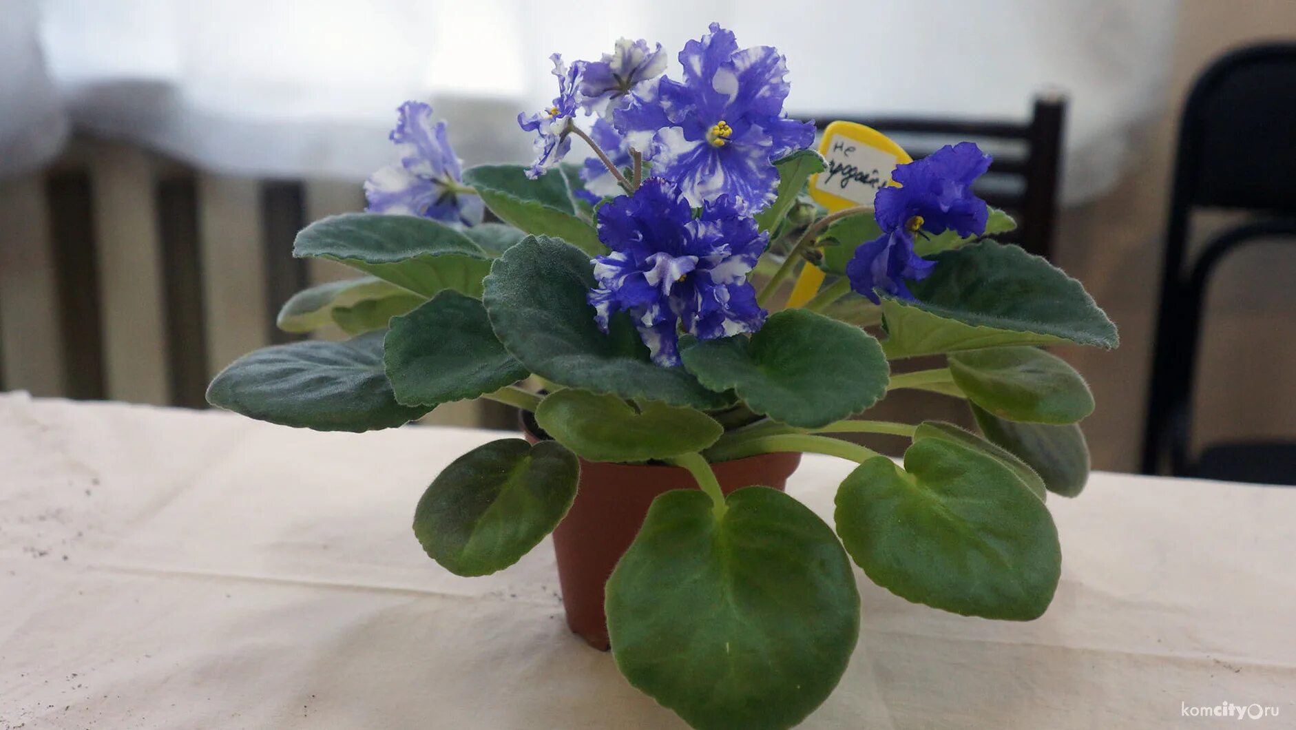 Фиалка ек линджери. Фиалка плюшевый медвежонок. Country spangle фиалка. Страна фиалки. Сенполия узамбарская фиалка.