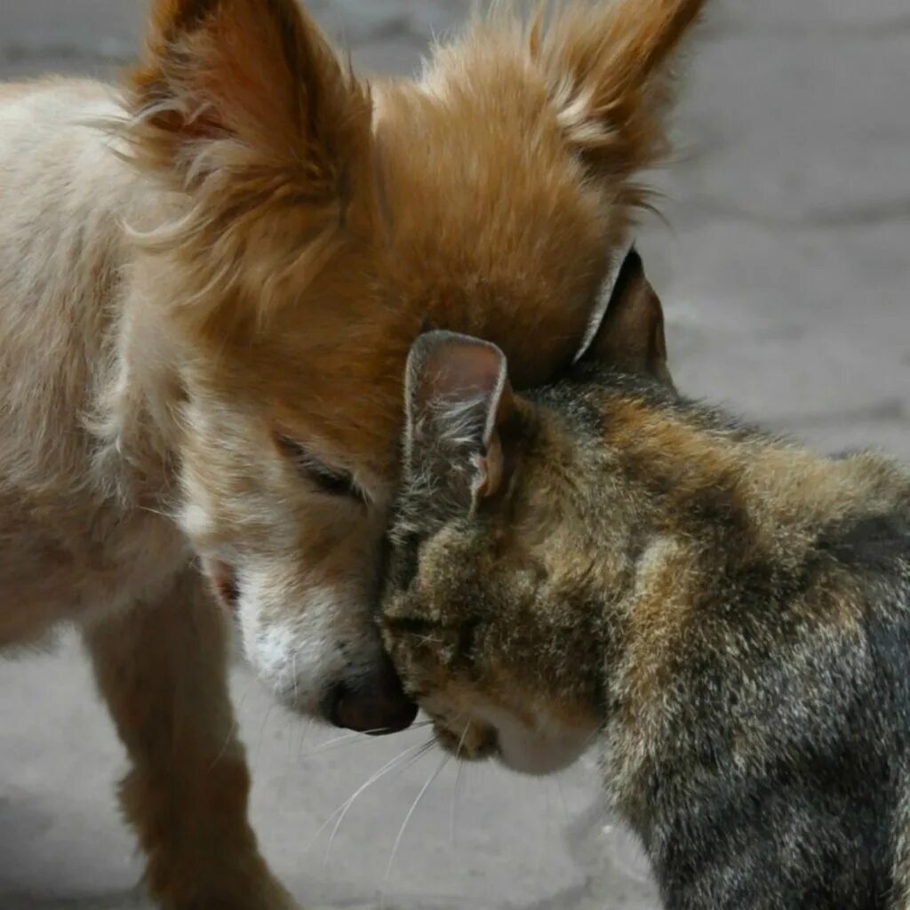 бездомные кошки и собаки