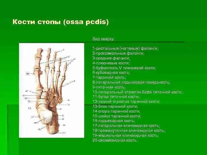 5 фаланга стопы. Головка проксимальной фаланги 2 пальца стопы. Анатомия костей пальцев стопы. Фаланги пальцев анатомия. Дистальные фаланги пальцев стопы.