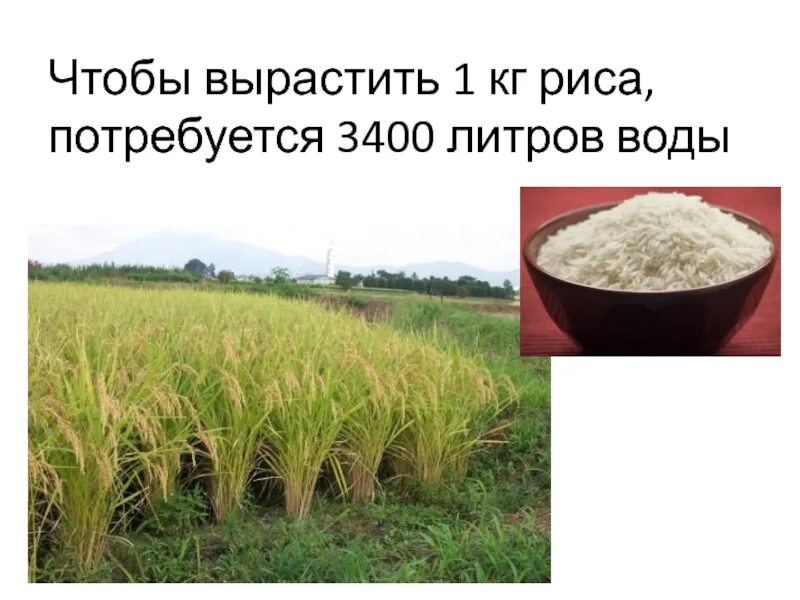 Выращивать. Один килограмм риса. Сколько нужно воды чтобы вырастить 1 кг риса. 1 Кг риса в литрах.