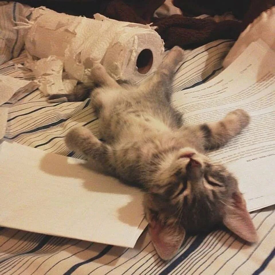 Котенок устал. Котенок устал
