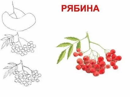 Рисуем ветку рябины поэтапно