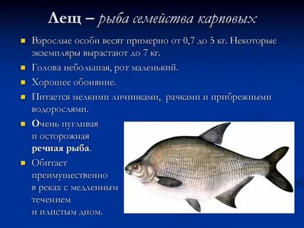 Морская рыба характеристика