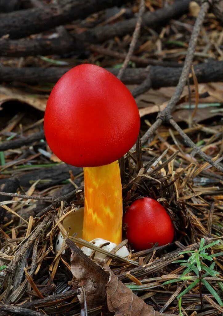 Гриб мухомор Amanita jacksonii. Жаксония гриб. Красный гриб. Грибы красного цвета. Пост красный гриб