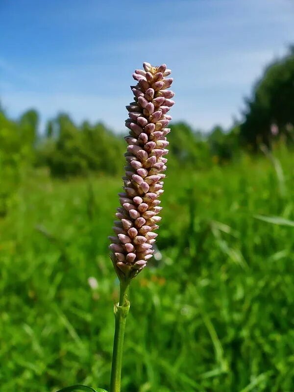 Змеевик большой. Bistorta officinalis. Bistorta змеевик. Bistorta Major. Змеевик мясо-красный соцветие.