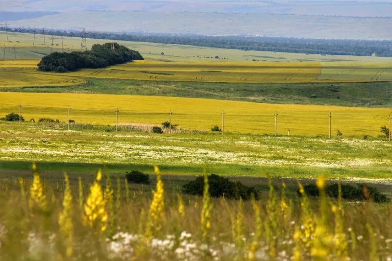 ставрополье просторы россия. горы ставропольского края. вологодские просторы. желтые поля в краснодарском крае. поля ставропольского края.