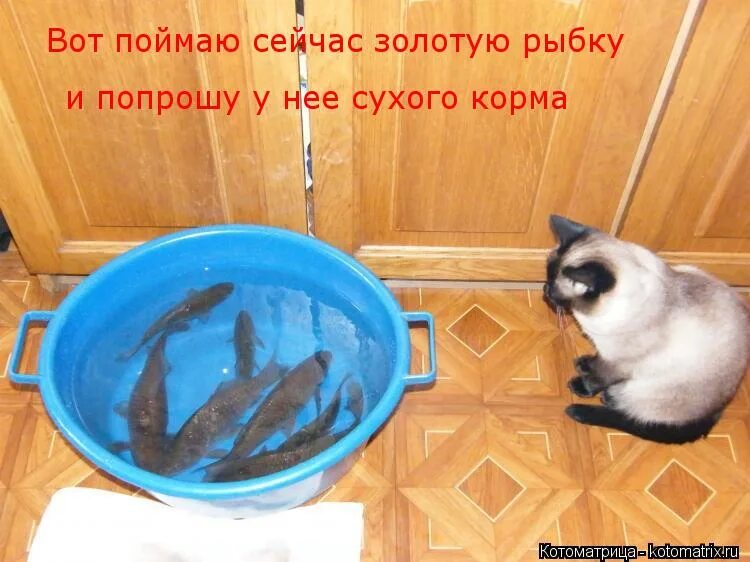 щас поймаю