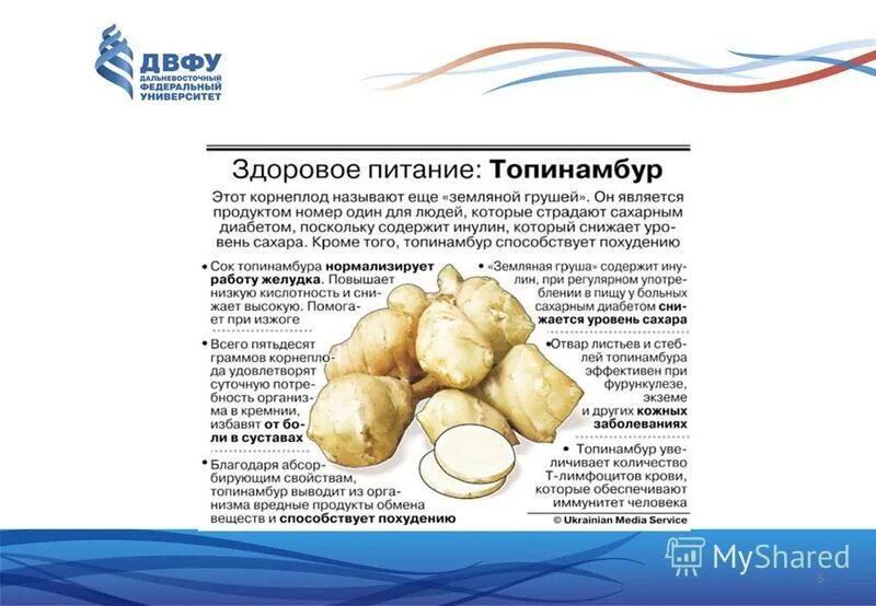 Топинамбур корневище. Иерусалимский артишок. Корнеклубень топинамбур. Как правильно есть топинамбур. Топинамбур дальневосточной.