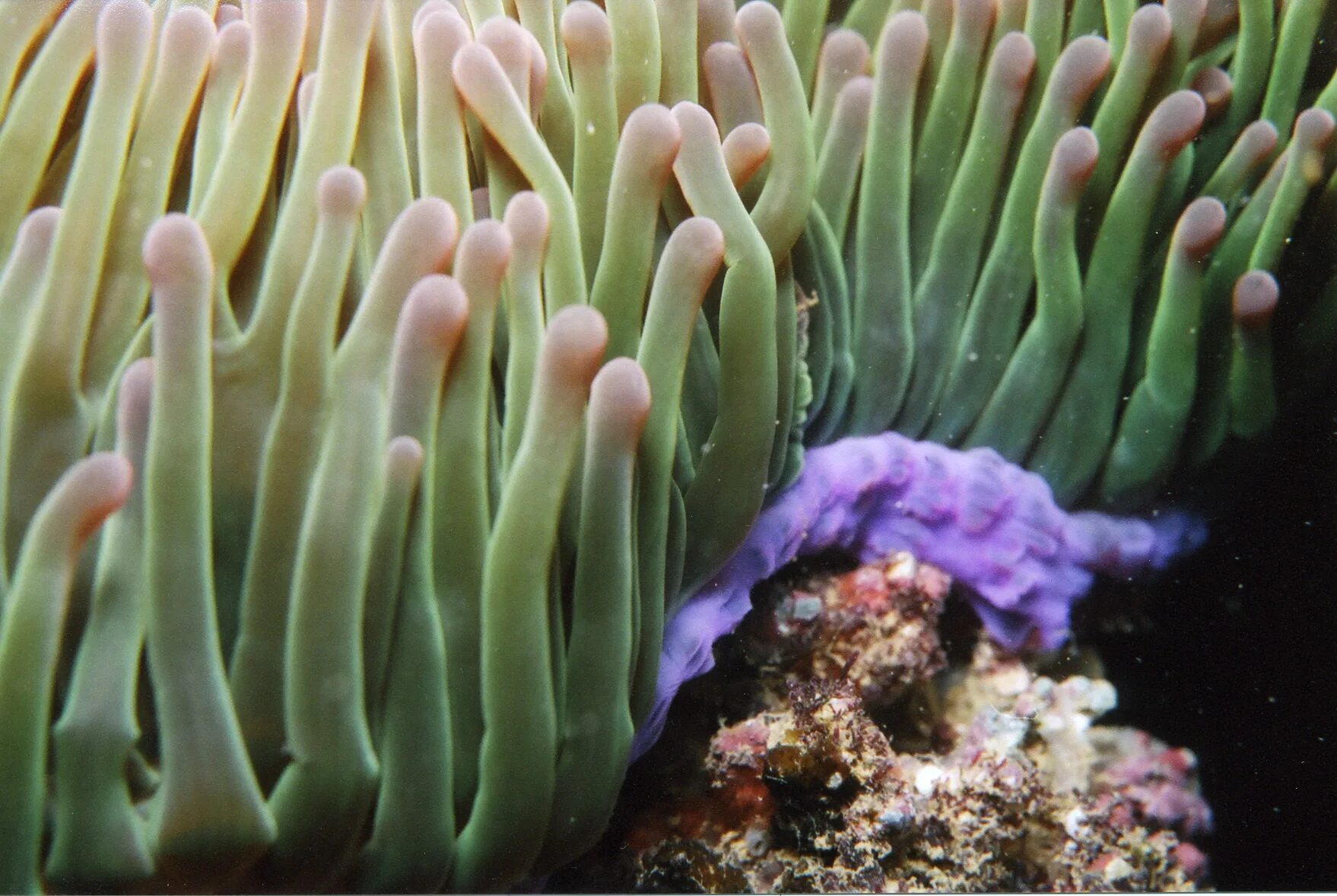 коралловые полипы атлантического океана. большой барьерный риф коралловые полипы. красный коралл красный корал. звездчатый коралл. папайя коралл морской.