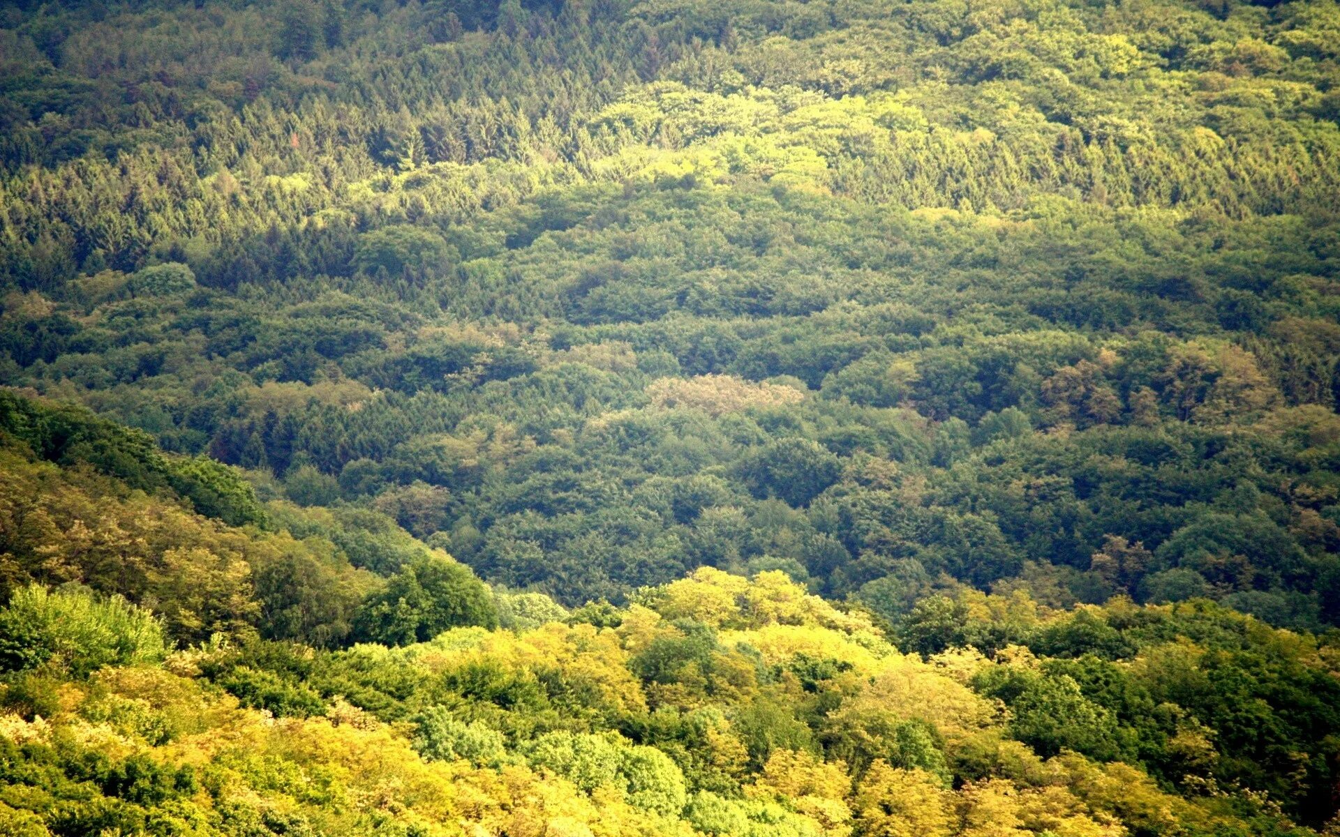 Широколиственные леса Франции. Широколиственные леса Испании. Зона широколиственных лесов Франции. Широколиственные леса Венгрии.