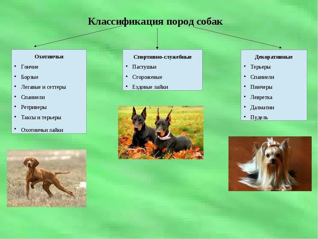 Классификация собак. Виды животных классификация собака. Вид собака классификация. Классификация группы пород собак. Группа основных пород