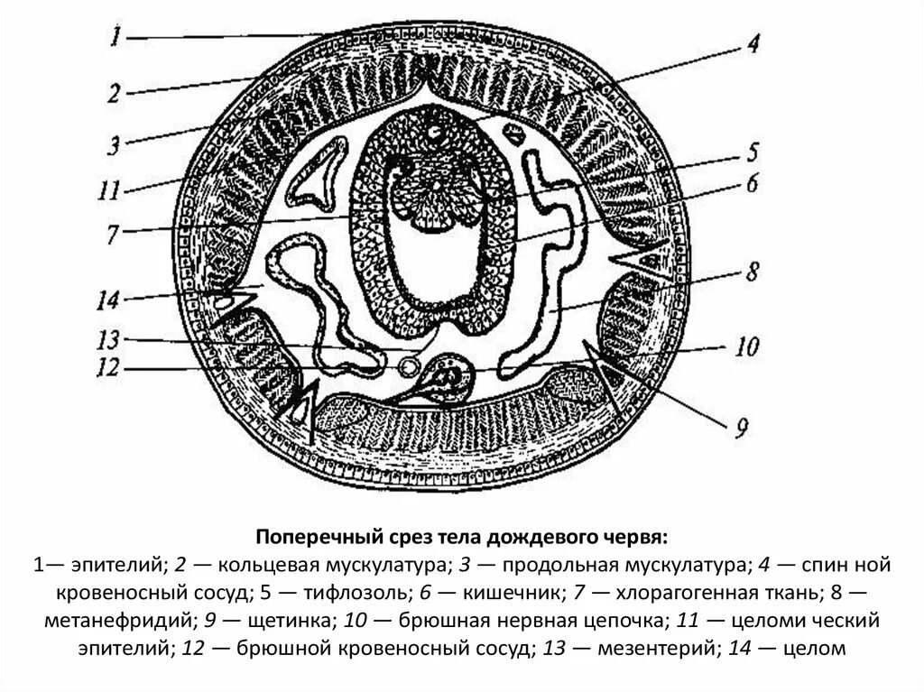 Срезы егэ. Поперечный срез кольчатого червя схема. Схема поперечного разреза кольчатого червя. Тифлозоль у дождевого червя. Поперечный разрез олигохет.