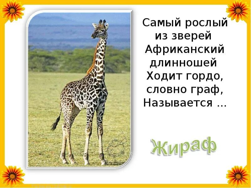 Почему стихотворение названо жираф. Загадки о жирафах. Загадка о жирафе. Загадка о жирафе для детей. Загадка про жирафа для детей.