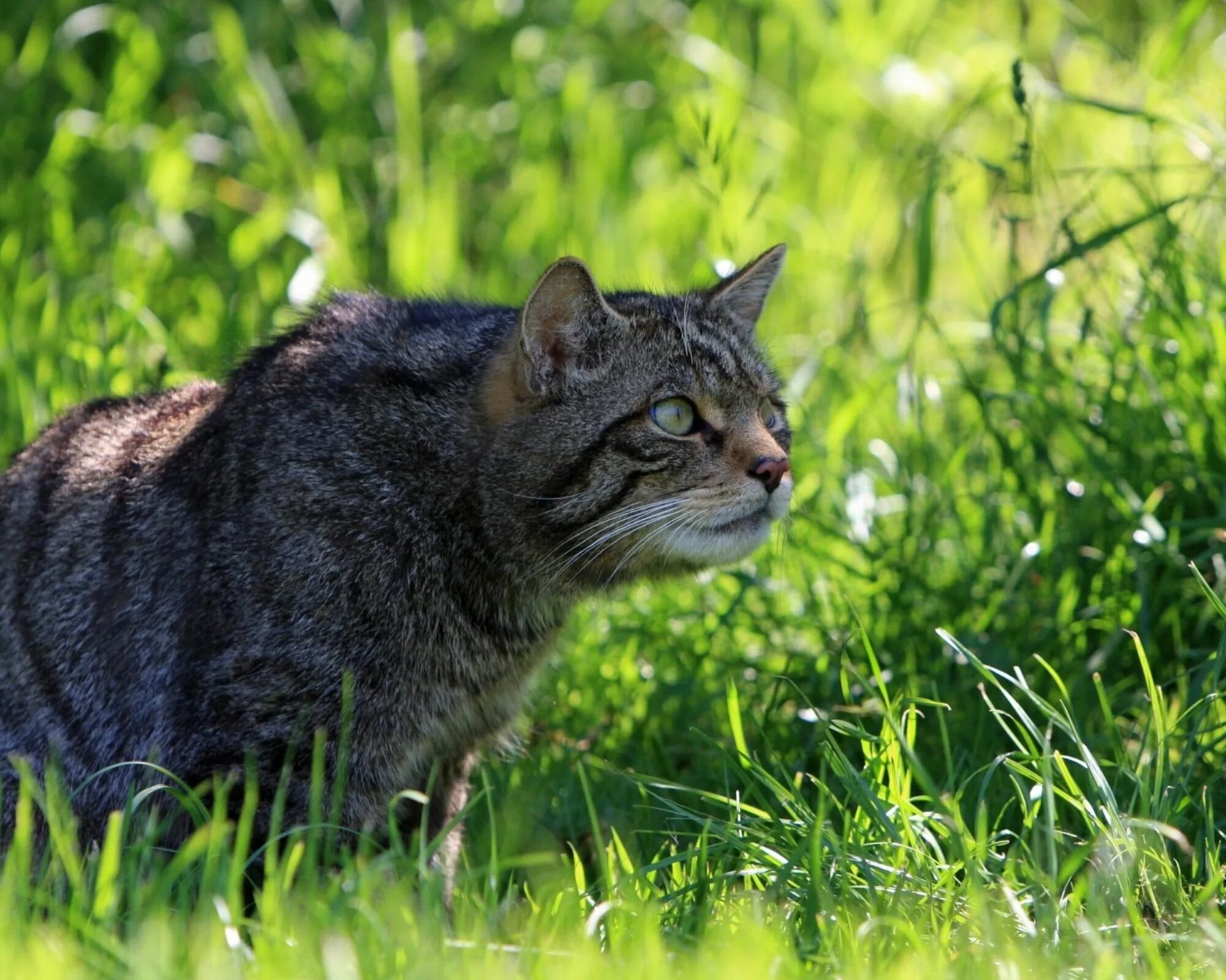 Шотландская Лесная кошка. Шотландский дикий Лесной кот. Лесные кошки Шотландии. Дикая Лесная кошка. Звук крадущегося 5 букв