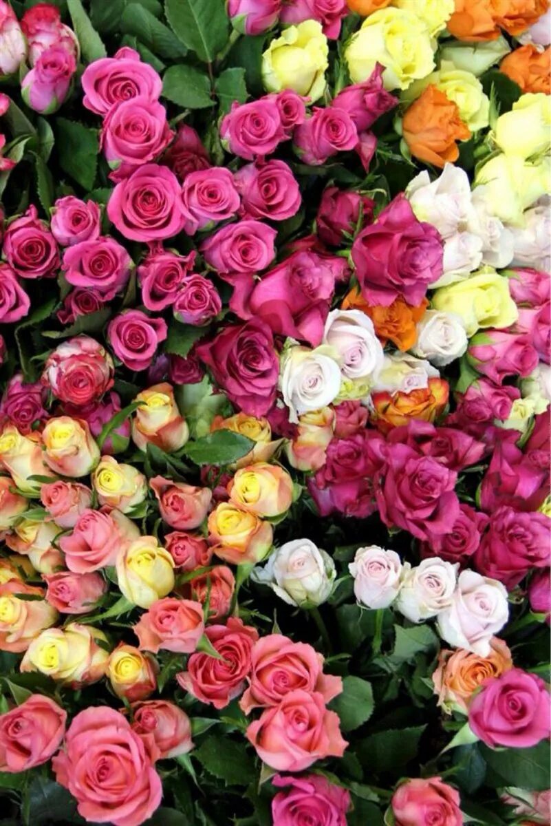 разные цветами ватсап. цветы без фона. красивейшие цветы. открытка цветы. открытка цветы.