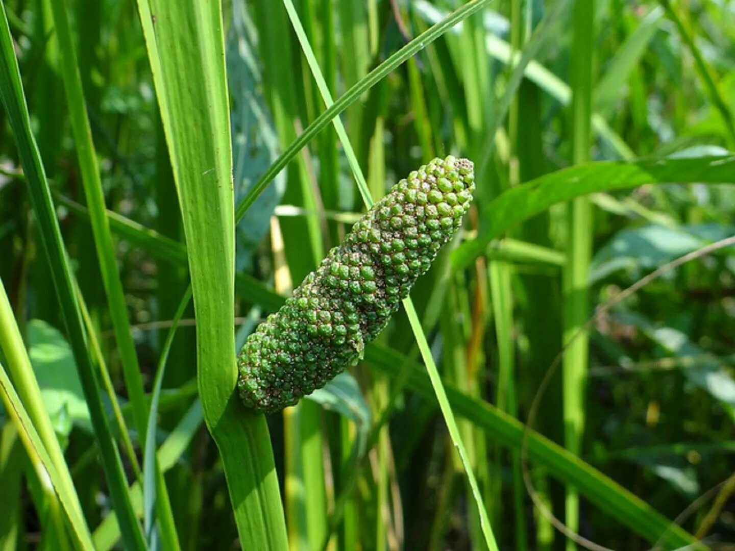 АИР обыкновенный - Acorus Calamus. АИР болотный (Acorus Calamus). АИР болотный variegatus. АИР обыкновенный соцветие.