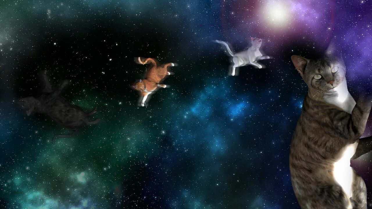 кот вселенная. космический котик. смешные котики в космосе. кот летит в космос. коты в космосе.