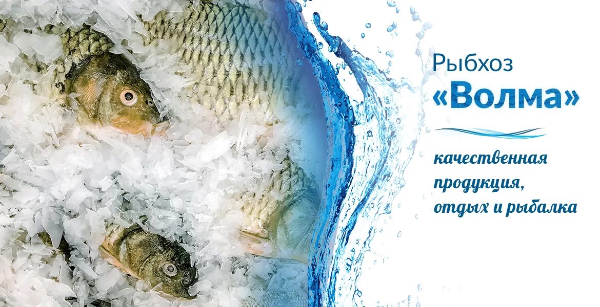 Отчет о рыбалке рыбхоз волма. Выпуск осетров. Волма рыба. Рыбхоз волма. Ловли рыбы рыбхоз.