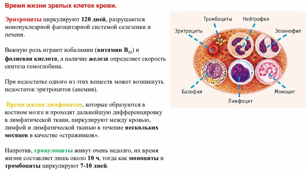 Селезенка лейкоциты. Зрелые клетки крови. Время жизни клеток крови. Продолжительность жизни клеток крови. Эритроциты живут 120 дней.