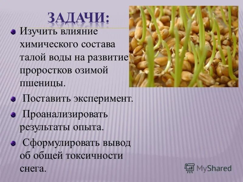 сформулируйте вывод о влиянии. влияние условий на прорастание семян. опыты с растениями впр. влияние какого условия влияет на прорастание семян. сформулируйте вывод о влиянии.
