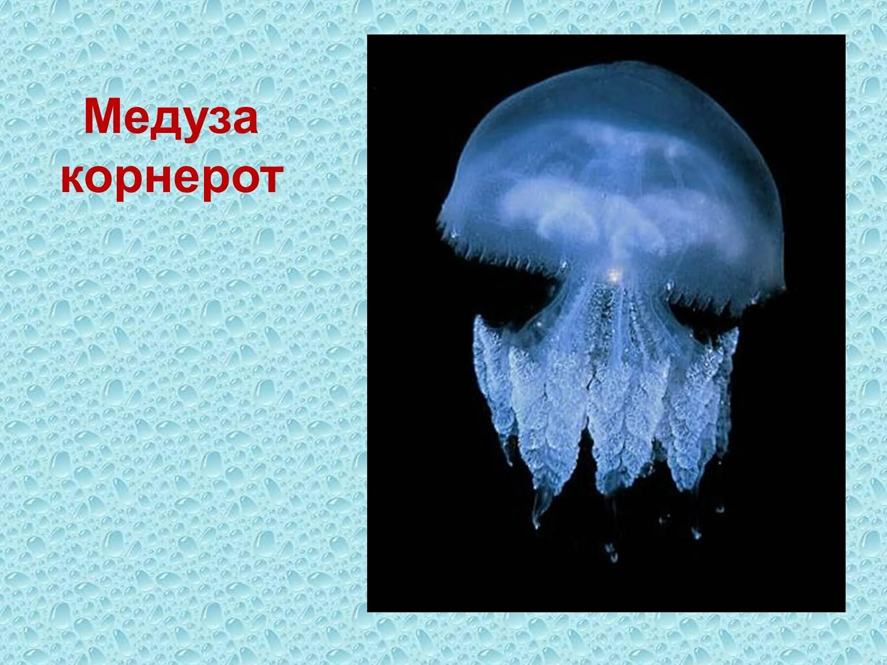 Медуза корнерот. Корнерот Кишечнополостные. Черноморская медуза корнерот. Медуза корнерот строение. Медуза какая симметрия тела