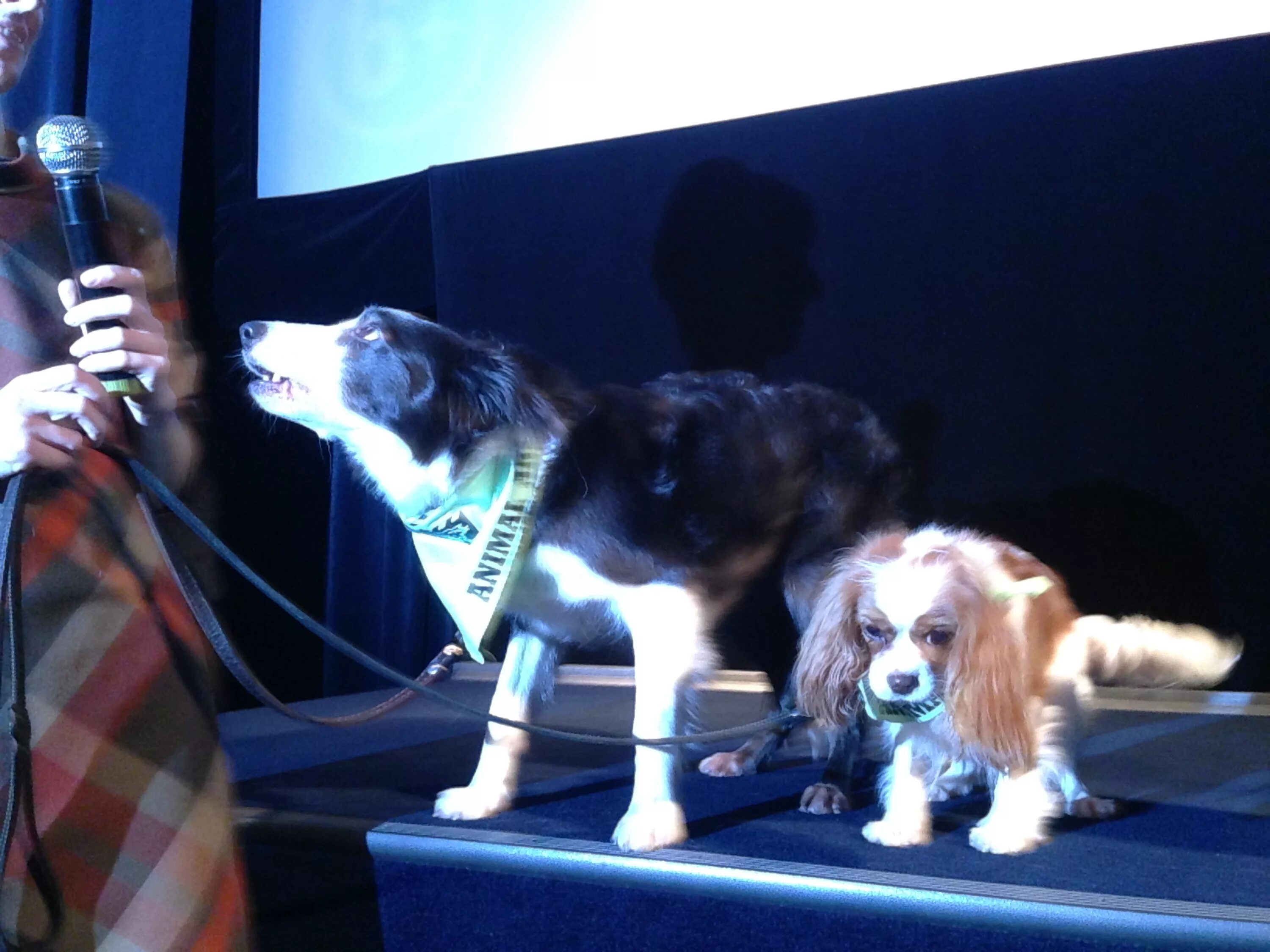 елки лохматые собака йоко. ёлки лохматые йоко. елки лохматые собака йоко. ёлки лохматые йоко и пират. кинг чарльз спаниель елки лохматые.