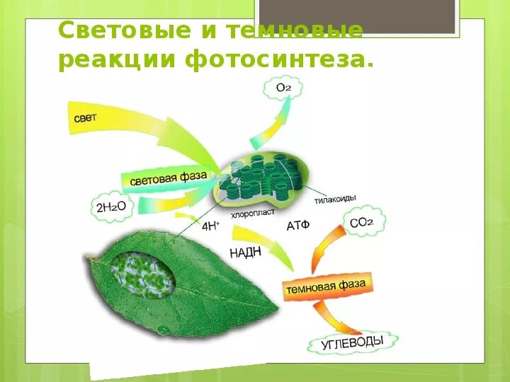 Алоэ осуществляет фотосинтез. Фотосинтез 10 класс биология фотосинтез. Схема реакции фотосинтеза. Световая фаза фотосинтеза 10 класс. Фотосинтез 6 класс биология хлоропласты.