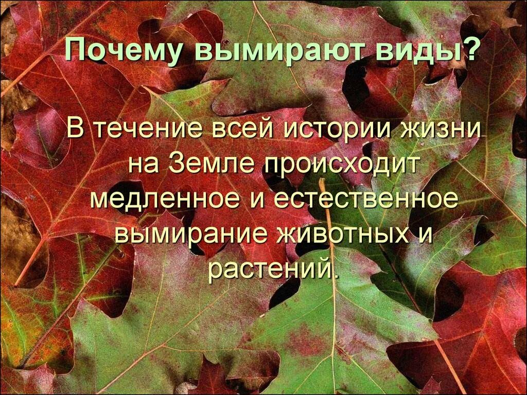 Почему исчезает история. Почему исчезают растения на земле. . Что случится на земле если исчезнут все растения?.