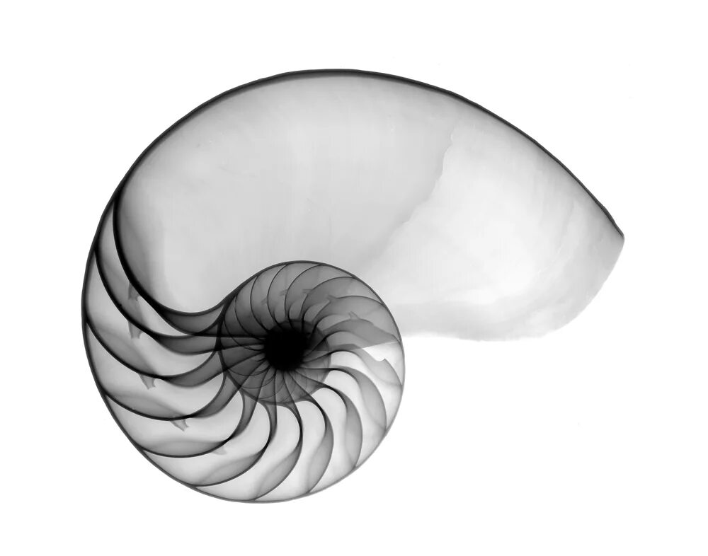 Nautilus rest