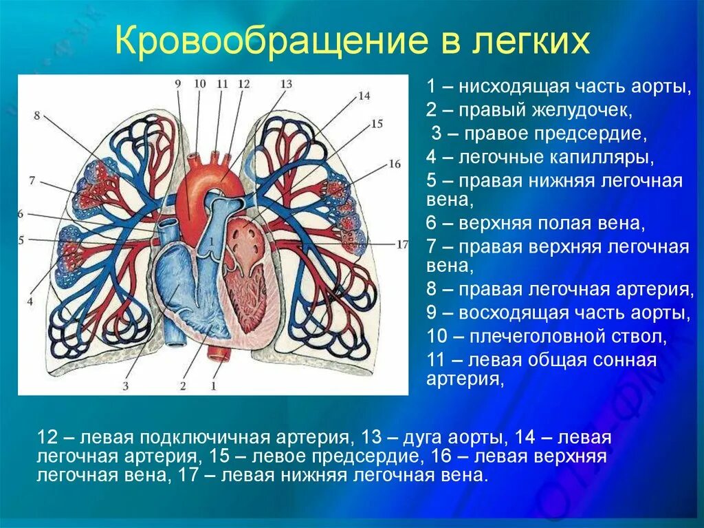 Легочные артерии анатомия. Строение кровеносной системы легких. Кровоснабжение легких. Кроарсрабжение лёгких. Кровообращения передней