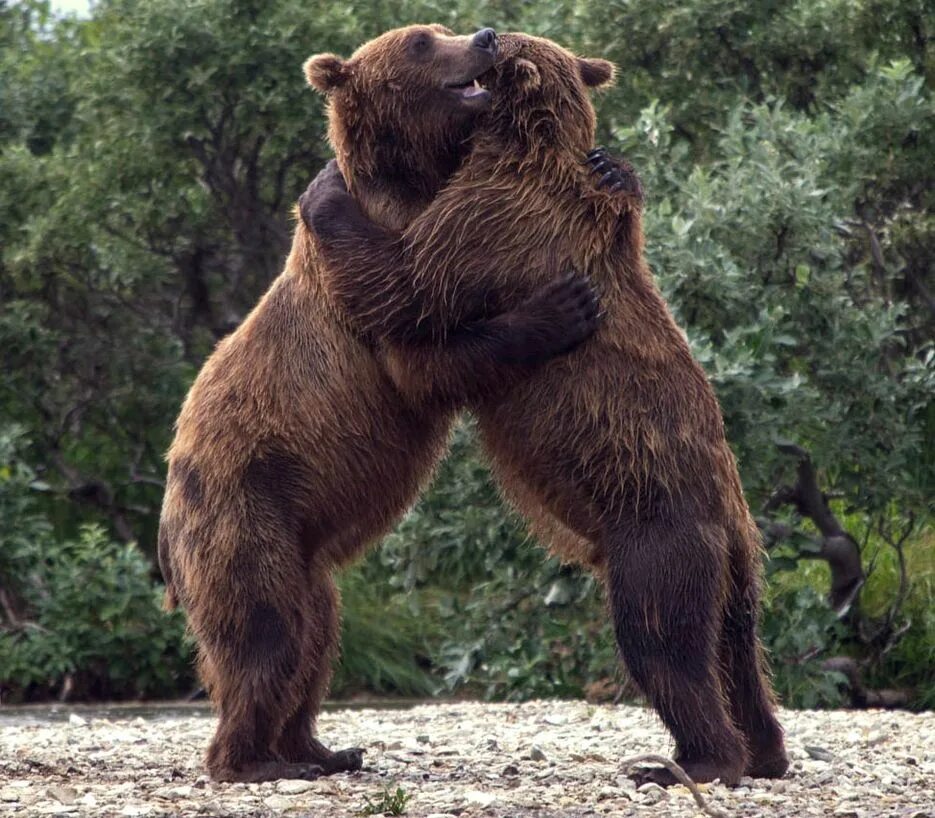 Медведь силен и. Флоридский пещерный медведь. Гризли и бурый медведь. Гризли североамериканский бурый медведь. Северная Америка медведь Гризли.