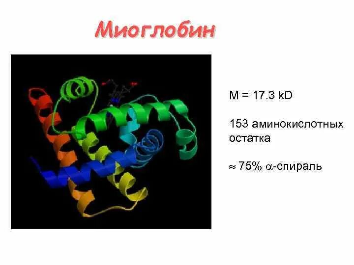 Какова функция миоглобина. Миоглобин функция белка. Миоглобин строение. Спирали миоглобина. Роль миоглобина в организме человека.