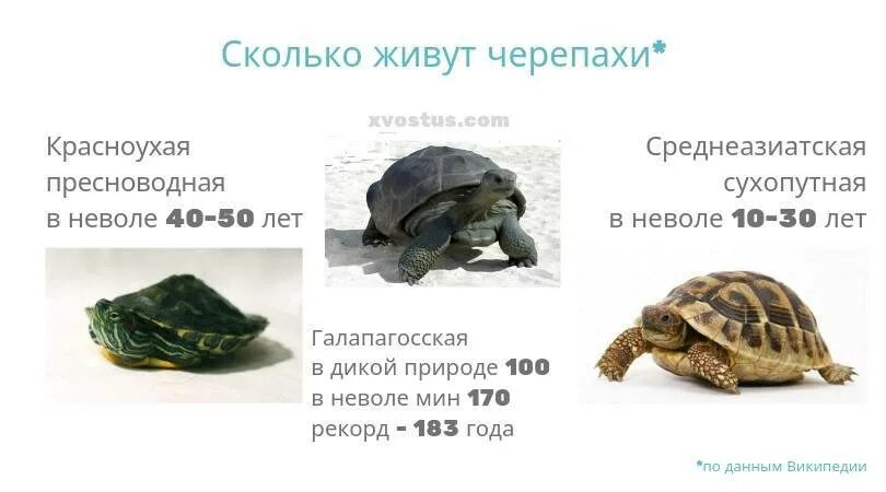 Сколько лет живут красноухие. Красноухая черепаха сухопутная. Среднеазиатская красноухая черепаха. Красноухая сухопутная черепаха в домашних. Продолжительность жизни красноухой черепахи.
