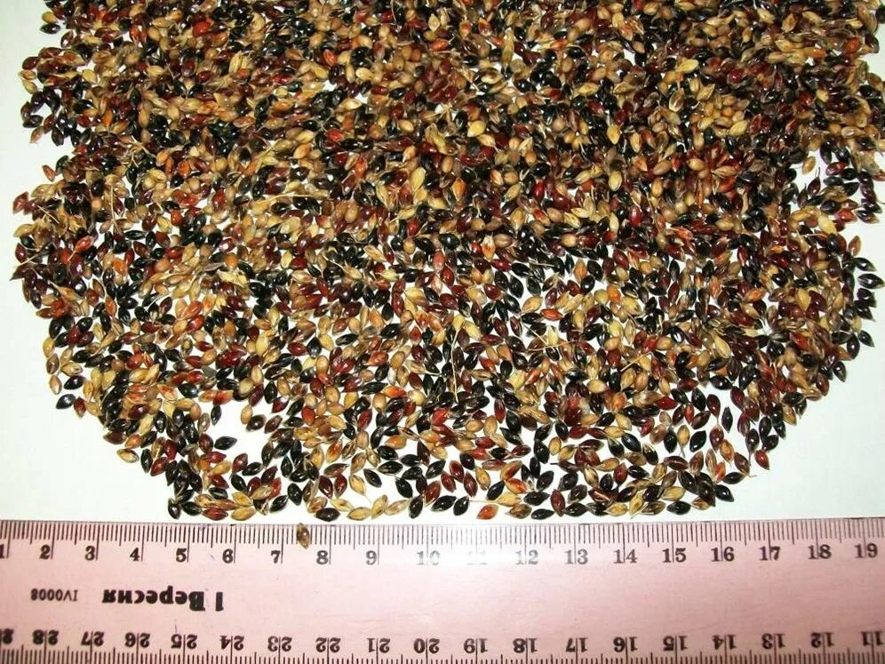 Авито семена трав. Суданская трава семена. семена суданки черноморка. суданка чишминская ранняя. суданская трава семена размер.