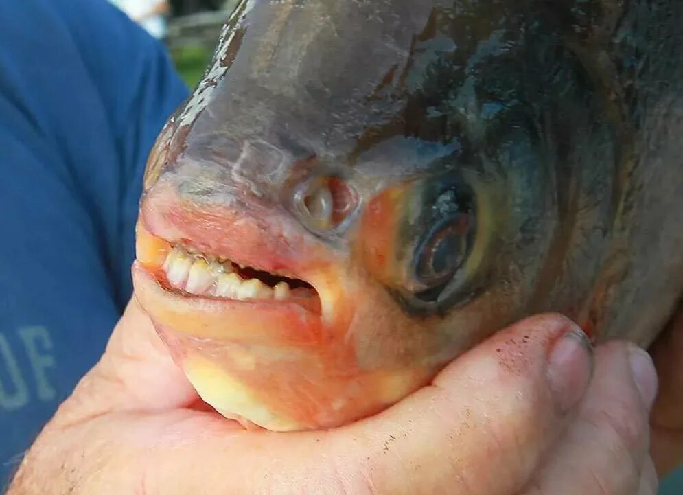 Какой рот у рыб. Бурый паку Пиранья.