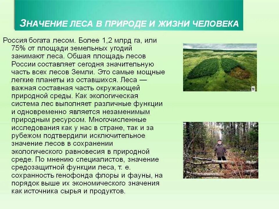 проект на тему леса. лес и человек окружающий. человек и лес презентация 4 класс. лес для презентации. лес проект.