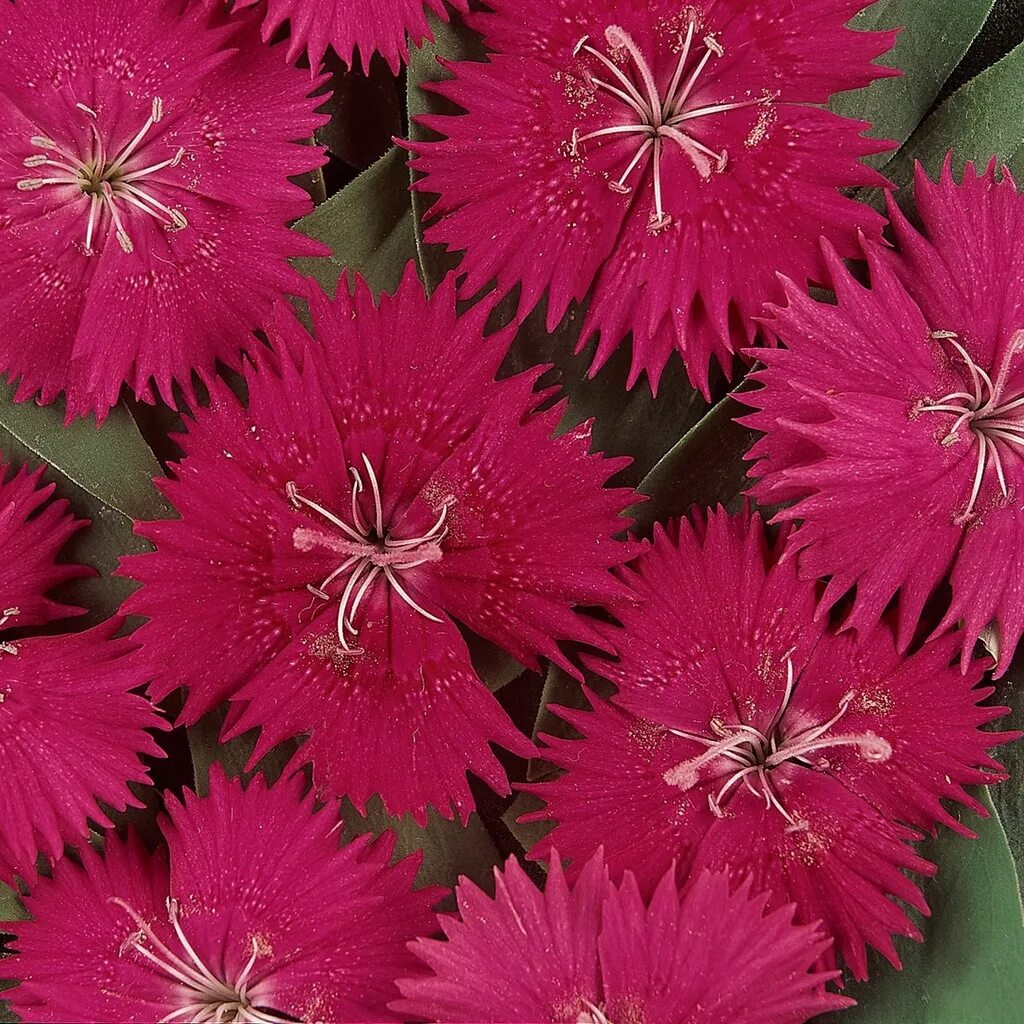 Dianthus chinensis гвоздика китайская. Гвоздика гибридная идеал Селект. Гвоздика китайская бородатая идеал Селект микс. Гвоздика китайская (Dianthus chinensis) Diana. Гибридные гвоздики