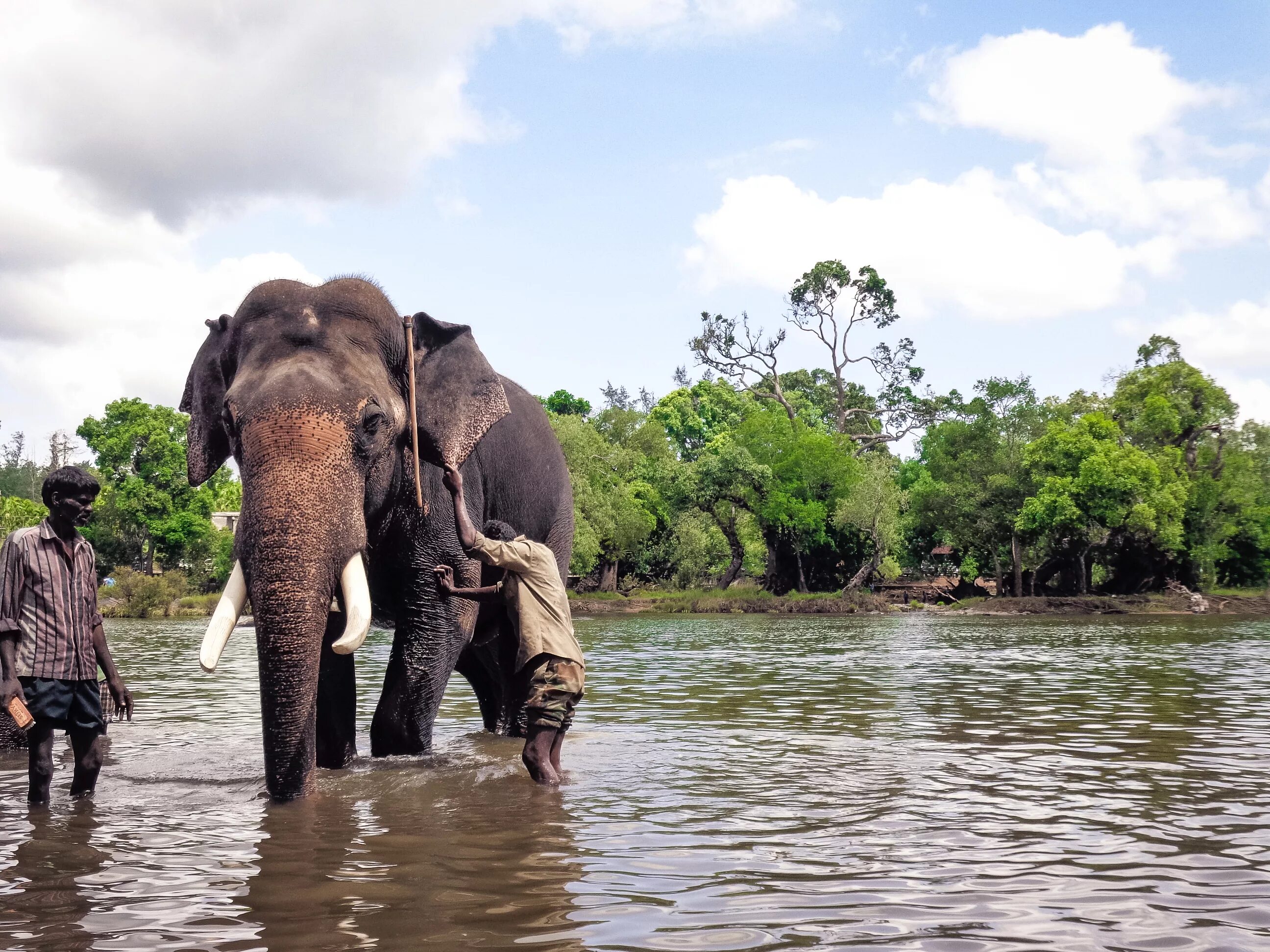 Elephant camp