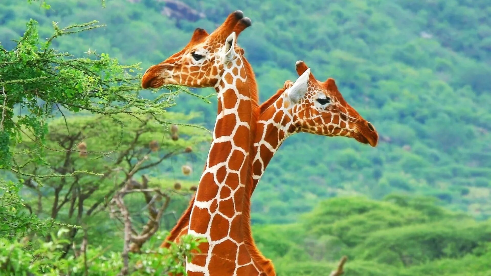 Жираф африканское животное. Африка Саванна Жирафы. Южноафриканский Жираф. Жирафи Жозе. Красивый Жираф.