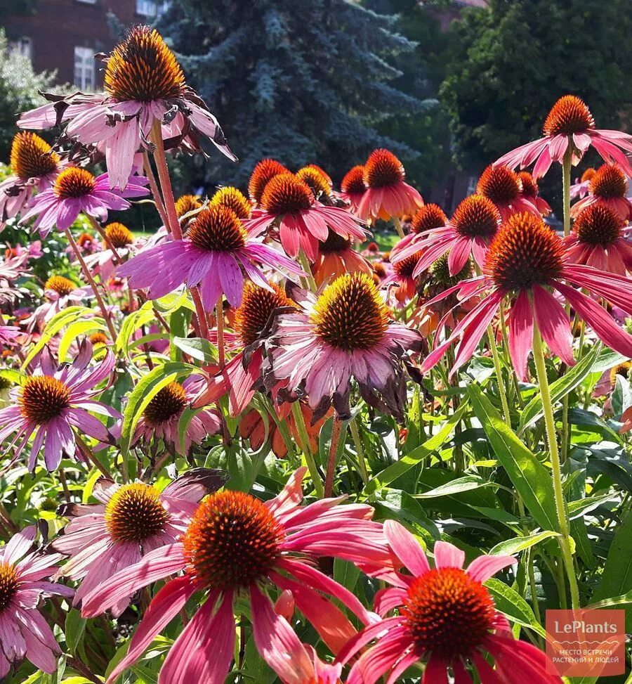 Эхинацея рудбекия пурпурная. Эхинацея пурпурная (Echinacea purpurea). Эхинацея пурпурная (рудбекия пурпурная). Рудбекия эхинацея. Фото эхинацеи многолетней